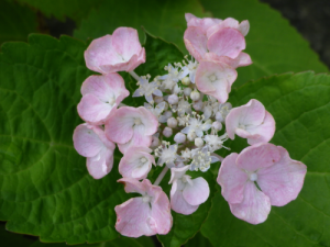 7月の花