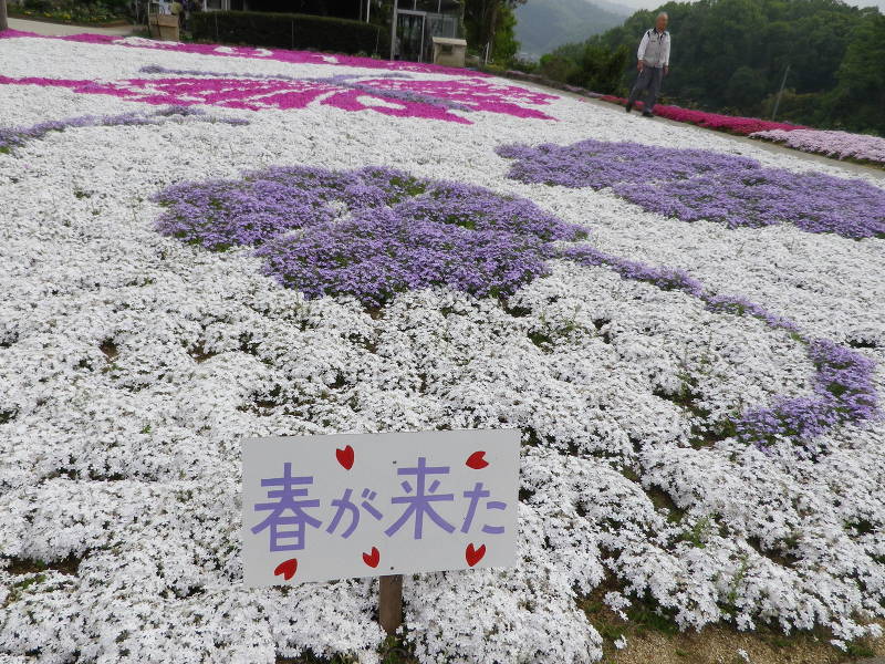 芝桜