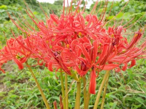 10月の花