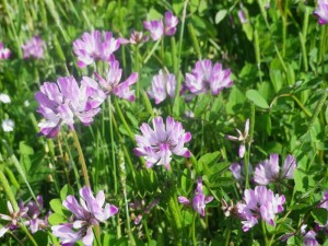 5月の花